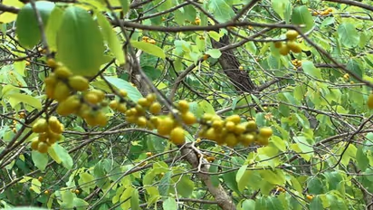 हैरान करने वाला पौधा, पत्तियों पर कुछ भी लिखें, उभरकर आ जाता है