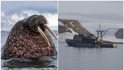 കുഞ്ഞുങ്ങളെ രക്ഷിക്കാൻ വേണ്ടി റഷ്യൻ നേവി ബോട്ട് കുത്തിമറിച്ച് നീർക്കുതിര