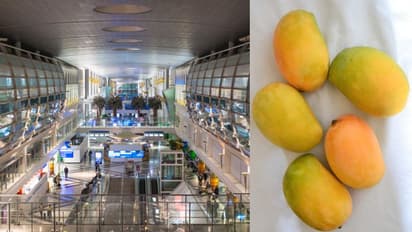 দুবাই বিমানবন্দরে দুটি আম চুরি করে বিপাকে ভারতীয়, জরিমানার পাশাপাশি দেশে ফেরানোর নির্দেশ আদালতের