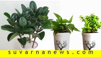 ಮನೆ ಹಾಗೂ ಕಚೇರಿಗೆ ಸಂತೋಷ -ಸಮೃದ್ಧಿ ತರೋ ಸಸ್ಯಗಳಿವು!