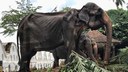 ಛೀ... ಆಗಲ್ಲ ಅಂದ್ರು ಪರೇಡ್ ಗೆ ಕಳಿಸಿ ನನ್ನ ಕೊಂದ್ರಾ ದುರುಳರಾ.. ಇದು ಆನೆ ಕಣ್ಣೀರ ಕತೆ