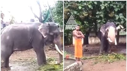 രേഖകളില്ല; വനംവകുപ്പ് തടഞ്ഞ ആനകളെ രഹസ്യമായി തമിഴ്നാട്ടിലേക്ക് കടത്തി