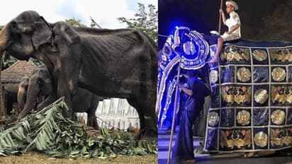 உலகையே அதிர்ச்சியில் ஆழ்த்திய டிக்கிரி யானை ! உயிரிழந்த பரிதாபம் !