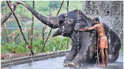 ಮೈಸೂರು: ದಸರಾ ಗಜಪಡೆಗೆ ಸಮೂಹ ವಿಶ್ರಾಂತಿ