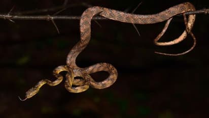 শিবসেনা প্রধানের ছেলের নামে সাপের নামকরণ, কেন জানেন...