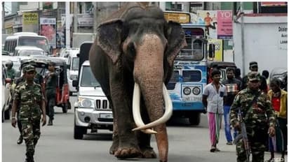ഇവനാണ് 'രാജ', പട്ടാളം എസ്കോർട്ടുപോകുന്ന ശ്രീലങ്കയിലെ 'ഫൈവ് സ്റ്റാർ' ആന