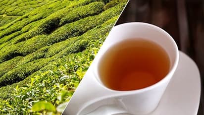 Did you know drinking tea may improve brain health? Read this