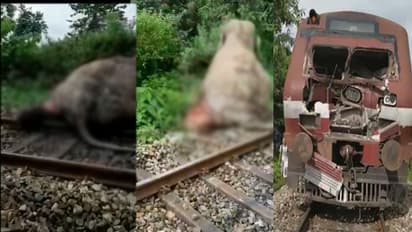 పట్టాలు దాటుతున్న ఏనుగును ఢీకొట్టిన రైలు