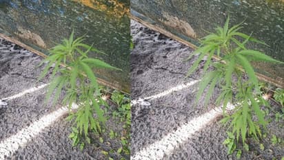 ಪರಿಸರ ದಿನದಂದು ರಸ್ತೆಪಕ್ಕ ಗಾಂಜಾ ನಾಟಿ ಮಾಡಿದ ಯುವಕರು!