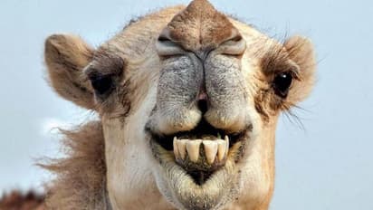 महिला ने ऊंट को दांत से काटकर किया घायल, जान बचाने को देना पड़ा एंटीबायोटिक