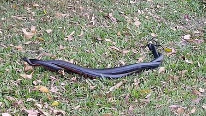 എന്നോടാ കളി... പാമ്പുകളുടെ വാശിയേറിയ പോരാട്ടം; വീഡിയോ കാണാം