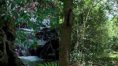 വയനാട്ടില് സ്വാഭാവിക വനം വെട്ടി തേക്ക് നടാന് തീരുമാനം; നടപടി വിവാദത്തിലേക്ക്