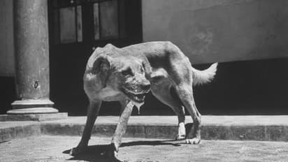 യഥാസമയം വാക്സീനെടുത്തിട്ടും വീണ്ടും പേവിഷബാധ; ഏഴ് വയസുകാരിയെ എസ്എടി ആശുപത്രിയിൽ പ്രവേശിപ്പിച്ചു