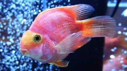 ದೇವಸ್ಥಾನದ ಕೆರೆಗಳಿಗೆ ಅಲಂಕಾರಿಕ ಮೀನು: ಸಚಿವ ಕೋಟ