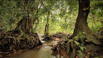 സ്വാഭാവിക വനം നശിപ്പിച്ച് തേക്ക് നടാനുള്ള വനംവകുപ്പ് തീരുമാനത്തിനെതിരെ പ്രതിഷേധം ശക്തമാകുന്നു