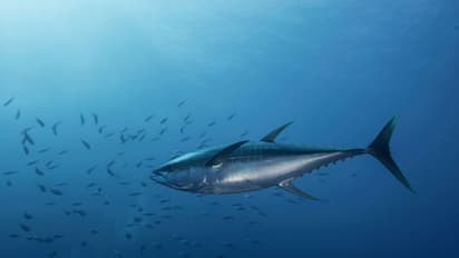 ನಾಪೋಕ್ಲು ಮೀನು ಮಾರುಕಟ್ಟೆಯಲ್ಲಿ ಗಮನ ಸೆಳೆದ ಭಾರಿ ಗಾತ್ರದ ಮೀನು