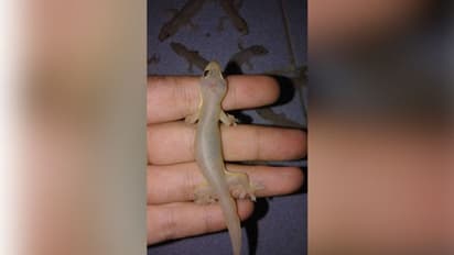 ಹಲ್ಲಿ ಶಕುನ: ಬೆಳ್‌ಬೆಳ್ಗೆ ಹಲ್ಲಿ ಹೀಗೆ ಚಲಿಸೋದು ನೋಡಿದ್ರೆ, ಅದು ಹಣ ಬರೋದ್ರ ಸೂಚನೆ!