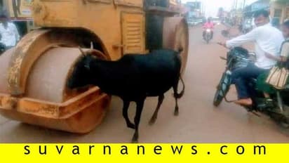 ಮುದ್ದಿನ ಕರು ಆಹಾರವಾಯ್ತು ರೋಡ್ ರೋಲರ್ಗೆ: ನಮಿಸಿ 7 ವರ್ಷದಿಂದ ದಾರಿ ಬಿಡದ ತಾಯಿಗೆ!