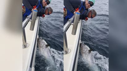 ऐसी दिखती है 23 करोड़ की मछली