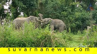 ಮಲೆನಾಡು ಭಾಗದಲ್ಲಿ ಹೆಚ್ಚಿದ ಕಾಡಾನೆಗಳ ಹಾವಳಿ : ಆತಂಕದಲ್ಲಿ ಜನತೆ