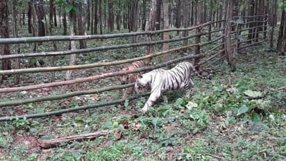 সামনে এল রিকা- কিকা, পুজোর আগে আকর্ষণ বাড়ল বেঙ্গল সাফারি পার্কের