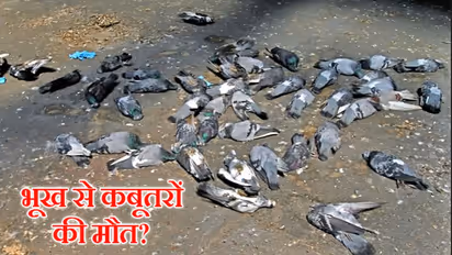 'मस्जिद के सामने भूख से कबूतरों की मौत..' इस दावे के साथ वायरल फोटो का सच क्या है