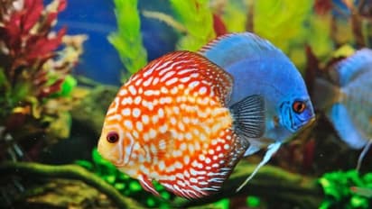 ಮೈಸೂರು: ಪ್ರವಾಸಿಗರ ಕಣ್ಮನ ಸೆಳೆಯುತ್ತಿದೆ ಮತ್ಸ್ಯಲೋಕ..!