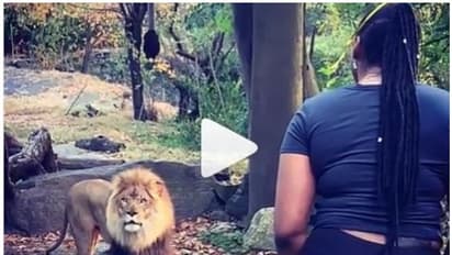 മൃഗശാലയിലെ സിംഹക്കൂട്ടില് കയറി സിംഹത്തിന് മുന്നില് നൃത്തം ചെയ്ത് യുവതി; വീഡിയോ കാണാം