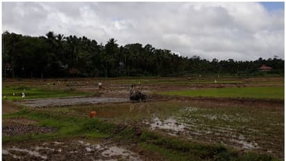 ഏക്കറിന് അയ്യായിരം രൂപ കൂലി; വയനാട്ടിലെ പാടങ്ങളില് 'ഞാറുനടാന്' അന്യസംസ്ഥാന തൊഴിലാളികള്