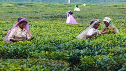 Dooars Tea garden closed before Puja