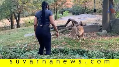 ತಮಾಷೆಗೆಂದು ಸಿಂಹದ ಬೋನಿಗಿಳಿದು ಲೇವಡಿ ಮಾಡಿದ ಯುವತಿ: ಮುಂದೇನಾಯ್ತು?