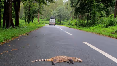 വനത്തിലൂടെയുള്ള രാത്രിയാത്ര; നിലയ്ക്കുന്ന വനസ്പന്ദനങ്ങള്‍