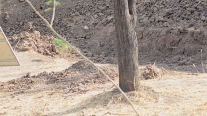 কোথায় লুকিয়ে চিতা, আতশকাচ হাতে খুঁজে চলেছে সোশ্যাল মিডিয়া, দেখুন তো খুঁজে পান কিনা