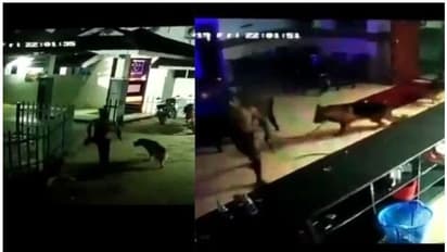 തൃശ്ശൂരിൽ നായകളുമായെത്തി ബാർ അടിച്ചുതകർത്ത സംഭവം; പ്രതികൾ അറസ്റ്റിൽ