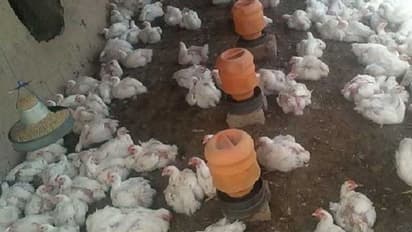 ಕೊರೋನಾ ಆತಂಕದ ಮಧ್ಯೆ ಕೋಳಿ-ಕೊಕ್ಕರೆಗಳ ನಿಗೂಢ ಸಾವು: ಹೆಚ್ಚಿದ ಆತಂಕ