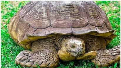 ആഫ്രിക്കയിലെ പ്രായം കൂടിയ ആമ 'അലഗ്ബ' ഇനിയില്ല