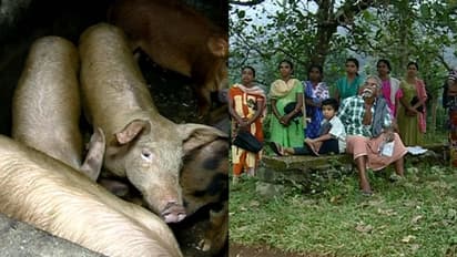 പട്ടയക്കുടിയിലെ പന്നി ഫാമിനെതിരെ ആരോപണം, ഫാം പൂട്ടണമെന്ന് ആവശ്യം