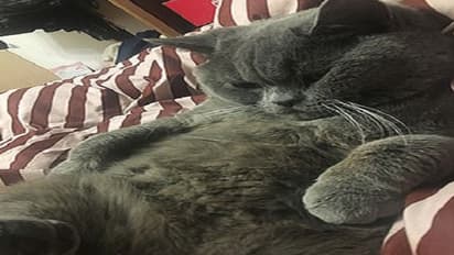 एक रात में 5 बिल्लियों के साथ रोमांस पड़ा बिल्ले को महंगा, अस्पताल में इस हाल में हुआ भर्ती