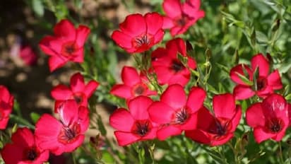 ಕುಬ್ಜಗಿಡಗಳೂ ಸಾರುತ್ತಿವೆ ಬಸವಣ್ಣನವರ ಸಂದೇಶ..!