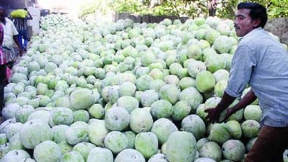 బూడిద గుమ్మడి కాయ ఇన్ని జబ్బులను తగ్గిస్తుందా..?