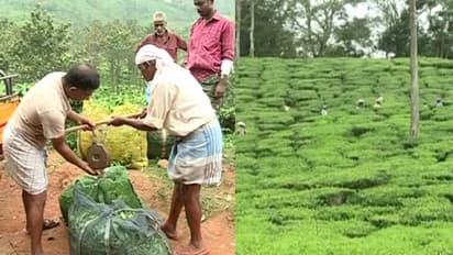 ആറുവർഷം കഴിഞ്ഞിട്ടും സബ്സിഡിയില്ല; ഇടുക്കിയിലെ ചെറുകിട തേയില കർഷകർ സമരത്തിലേക്ക്