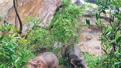 ஒரே நேரத்தில், 6 யானைகள் நீரில் மூழ்கி பலி...!! குட்டியானையை காப்பாற்றச் சென்று பரிதாபம்...!!