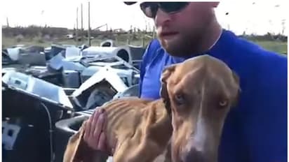 ചുഴലിക്കാറ്റില് തകര്ന്ന കെട്ടിടങ്ങള്ക്കടിയില് ശുദ്ധവായുപോലുമില്ലാതെ ഒരുമാസം; 'അത്ഭുത' നായ്ക്കുട്ടിയെ രക്ഷപ്പെടുത്തി