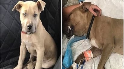 2 और 4 साल के बच्चों को काटने जा रहा था सांप, तभी बीच में आ गया कुत्ता