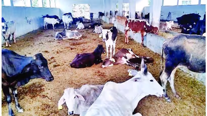 Karnataka Rains: ಜಾನು​ವಾರುಗಳ ಮೇವೂ ಕಿತ್ತು​ಕೊಂಡ ಅಕಾ​ಲಿಕ ಮಳೆ