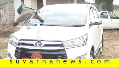 ಜಿ.ಪಂ ಅಧ್ಯಕ್ಷೆ ಕಾರಿನ ಮೇಲೆ ಜೋಡಿ ನವಿಲುಗಳ ಸಂಚಾರ : ಶುಭದ ಸೂಚನೆ