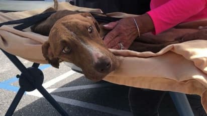 'അത്ഭുതശക്തിയുള്ള പട്ടി'; മരണത്തെ അത് ആട്ടിയോടിച്ചത് എങ്ങനെ?