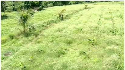 ആദിവാസികള്ക്കായുള്ള മില്ലറ്റ് വില്ലേജ് പദ്ധതി പരാജയം; സഹായം ലഭിച്ചിട്ടില്ലെന്ന് ആരോപണം