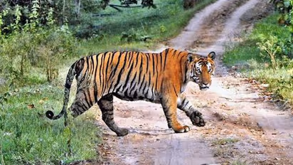 ಮೇಯುತ್ತಿದ್ದಾಗಲೇ ಹುಲಿ ದಾಳಿ: ಅಸುನೀಗಿದ ಹಸು