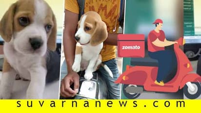 ಸಾಕು ನಾಯಿ ಕದ್ದೊಯ್ದ Zomato ಡೆಲಿವರಿ ಬಾಯ್, ಹಿಂದಿರುಗಿಸು ಅಂದ್ರೆ ಹೀಗನ್ನೋದಾ?